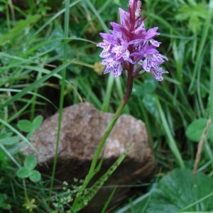 Photographie n°54730 du taxon Dactylorhiza fuchsii (Druce) Soó [1962]