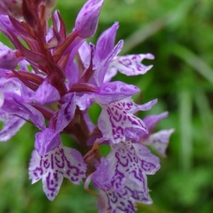 Photographie n°54732 du taxon Dactylorhiza fuchsii (Druce) Soó [1962]