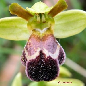 Ophrys fusca subsp. vasconica O.Danesch & E.Danesch (Ophrys de Gascogne)