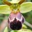  liliane Pessotto - Ophrys vasconica (O.Danesch & E.Danesch) P.Delforge