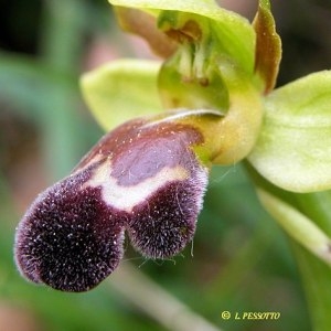 Photographie n°54739 du taxon Ophrys vasconica (O.Danesch & E.Danesch) P.Delforge