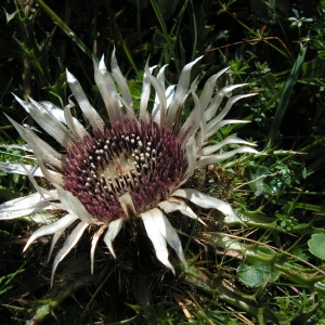 Photographie n°54744 du taxon Carlina acaulis L. [1753]