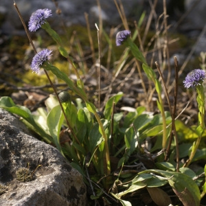 Photographie n°54761 du taxon Globularia bisnagarica L. [1753]