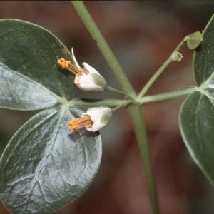 Photographie n°54766 du taxon Zygophyllum fabago L. [1753]