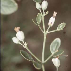 Photographie n°54768 du taxon Zygophyllum fabago L. [1753]