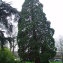  Alain HELARY - Sequoia gigantea (Lindl.) Decne. [1855]