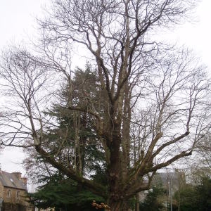 Photographie n°55004 du taxon Castanea sativa Mill. [1768]