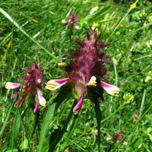 Photographie n°55006 du taxon Melampyrum cristatum L. [1753]