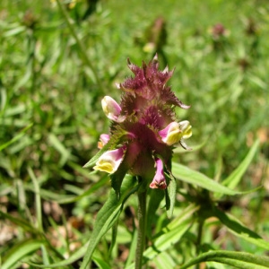 Photographie n°55007 du taxon Melampyrum cristatum L. [1753]