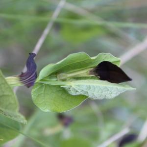 Photographie n°55011 du taxon Aristolochia rotunda L. [1753]