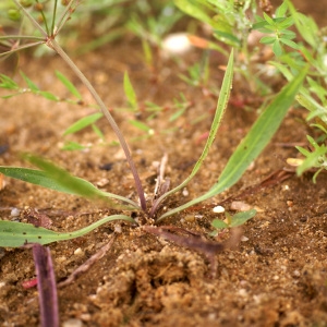 Photographie n°55020 du taxon Alisma lanceolatum With. [1796]