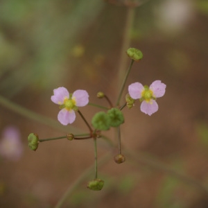 Photographie n°55021 du taxon Alisma lanceolatum With. [1796]