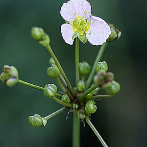 Alisma lanceolatum With. (Alisma lancéolée)