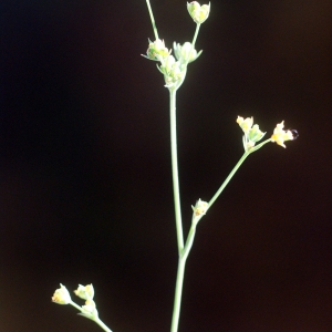 Photographie n°55025 du taxon Bupleurum tenuissimum L. [1753]