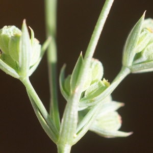 Photographie n°55029 du taxon Bupleurum tenuissimum L. [1753]