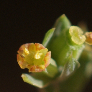 Photographie n°55032 du taxon Bupleurum tenuissimum L. [1753]