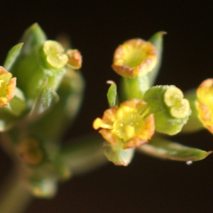 Bupleurum tenuissimum var. columnae (Guss.) Gren. & Godr. (Buplèvre menu)