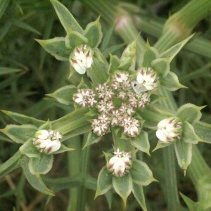 Photographie n°55044 du taxon Echinophora spinosa L. [1753]