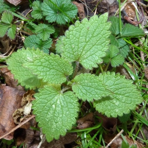 Photographie n°55060 du taxon Lamium album L. [1753]