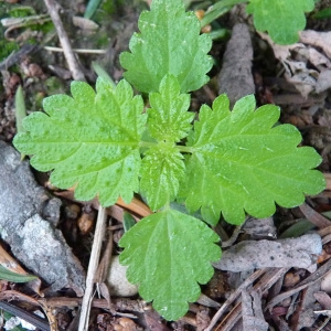 Photographie n°55062 du taxon Urtica urens L. [1753]