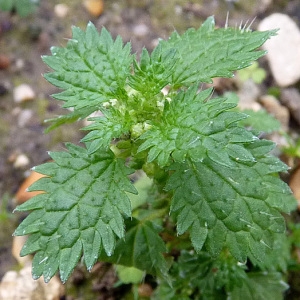 Photographie n°55063 du taxon Urtica urens L. [1753]