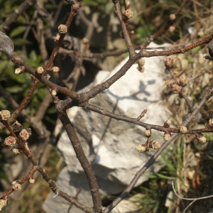 Photographie n°55066 du taxon Pistacia terebinthus L. [1753]