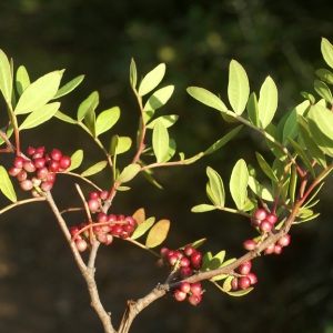 Photographie n°55067 du taxon Pistacia lentiscus L. [1753]