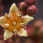  Liliane Roubaudi - Cotinus coggygria Scop. [1771]