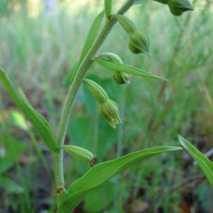  - Epipactis rhodanensis Gévaudan & Robatsch [1994]