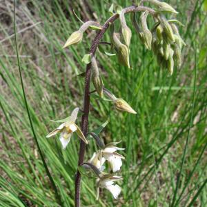 Photographie n°55082 du taxon Epipactis palustris (L.) Crantz [1769]