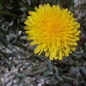 Photographie n°55096 du taxon Sonchus maritimus L. [1759]