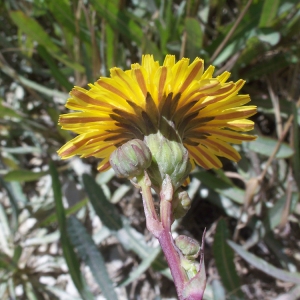 Photographie n°55097 du taxon Sonchus maritimus L. [1759]