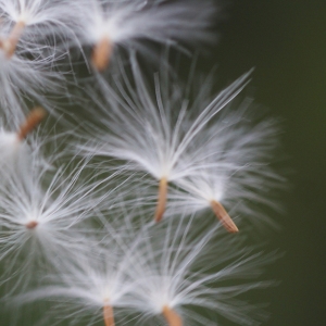 Photographie n°55099 du taxon Sonchus maritimus L. [1759]