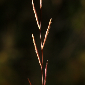 Photographie n°55104 du taxon Spartina versicolor Fabre [1850]