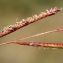  Liliane Roubaudi - Spartina versicolor Fabre [1850]