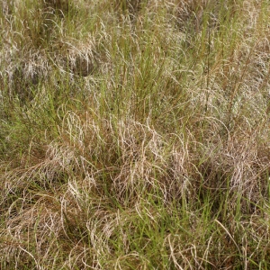 Photographie n°55114 du taxon Spartina versicolor Fabre [1850]