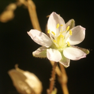 Photographie n°55115 du taxon Spergularia media (L.) C.Presl [1826]