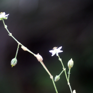 Photographie n°55122 du taxon Spergularia media (L.) C.Presl [1826]