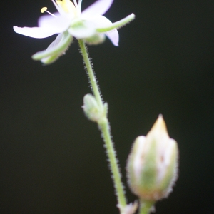 Photographie n°55124 du taxon Spergularia media (L.) C.Presl [1826]