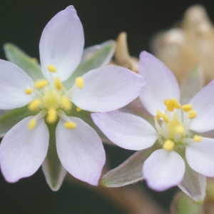 Photographie n°55125 du taxon Spergularia media (L.) C.Presl [1826]