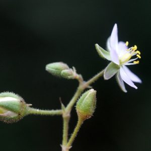 Photographie n°55126 du taxon Spergularia media (L.) C.Presl [1826]