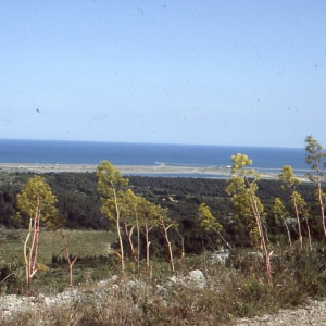 Photographie n°55129 du taxon Ferula communis L. [1753]