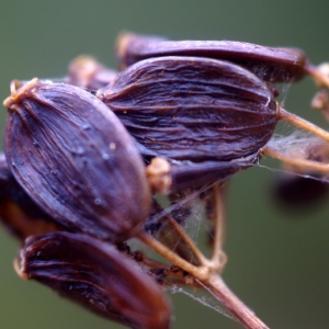 Photographie n°55132 du taxon Ferula communis L. [1753]