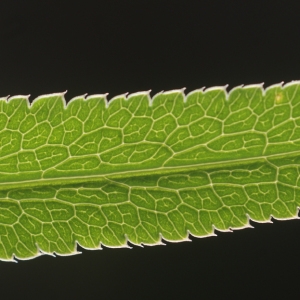 Photographie n°55135 du taxon Falcaria vulgaris Bernh.
