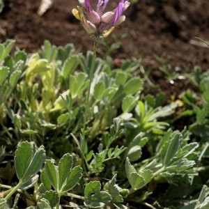 Photographie n°55146 du taxon Astragalus vesicarius L. [1753]