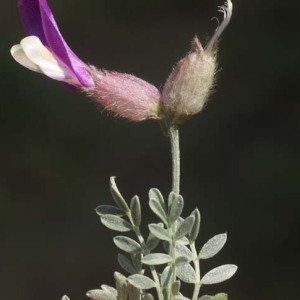 Photographie n°55153 du taxon Astragalus vesicarius L. [1753]