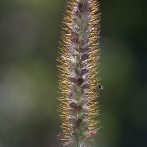 Photographie n°55175 du taxon Setaria glauca sensu auct. gall.