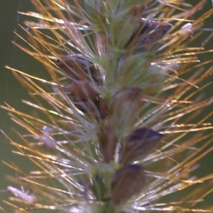 Photographie n°55176 du taxon Setaria glauca sensu auct. gall.