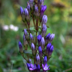 Photographie n°55185 du taxon Gentianella germanica (Willd.) Börner [1912]