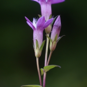 Photographie n°55186 du taxon Gentianella germanica (Willd.) Börner [1912]